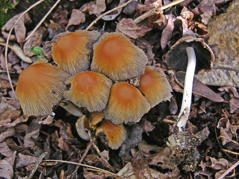 Ritrovamenti sabato 31.